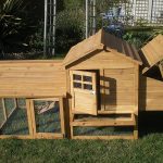 poulailler-2-poules-e1528910146726-1