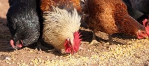 Meilleure nourriture pour les poules