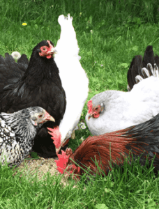 Comment Prendre Soin De Ses Poules Dossier Complet 2019