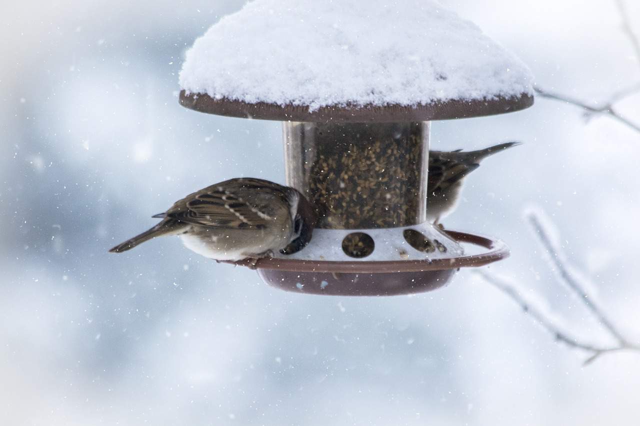 nourrir oiseaux en hiver