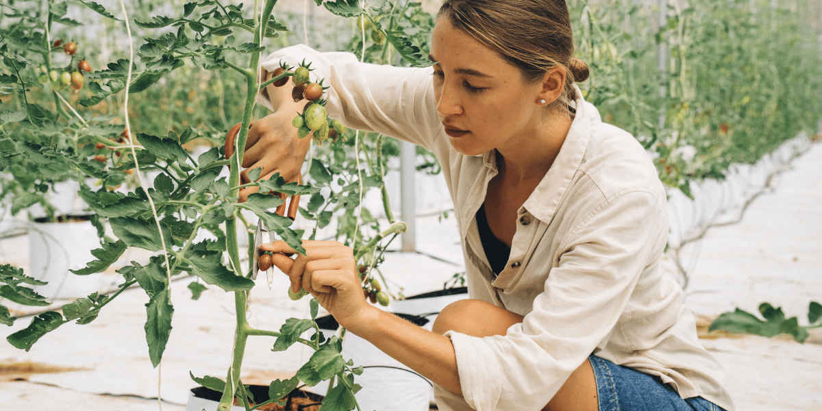Potager : N'oubliez pas de faire régulièrement cette astuce pour avoir