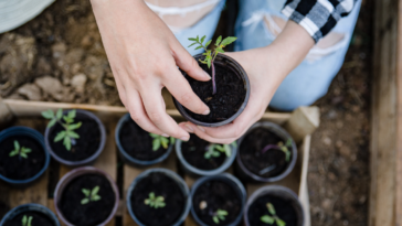 plants tomates