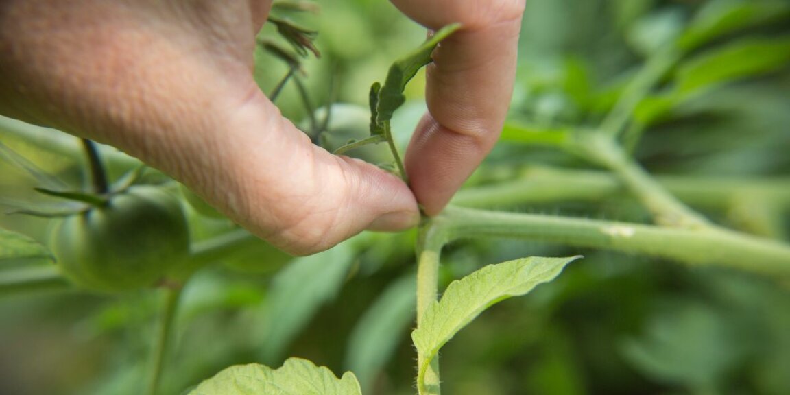 Gourmands des tomates