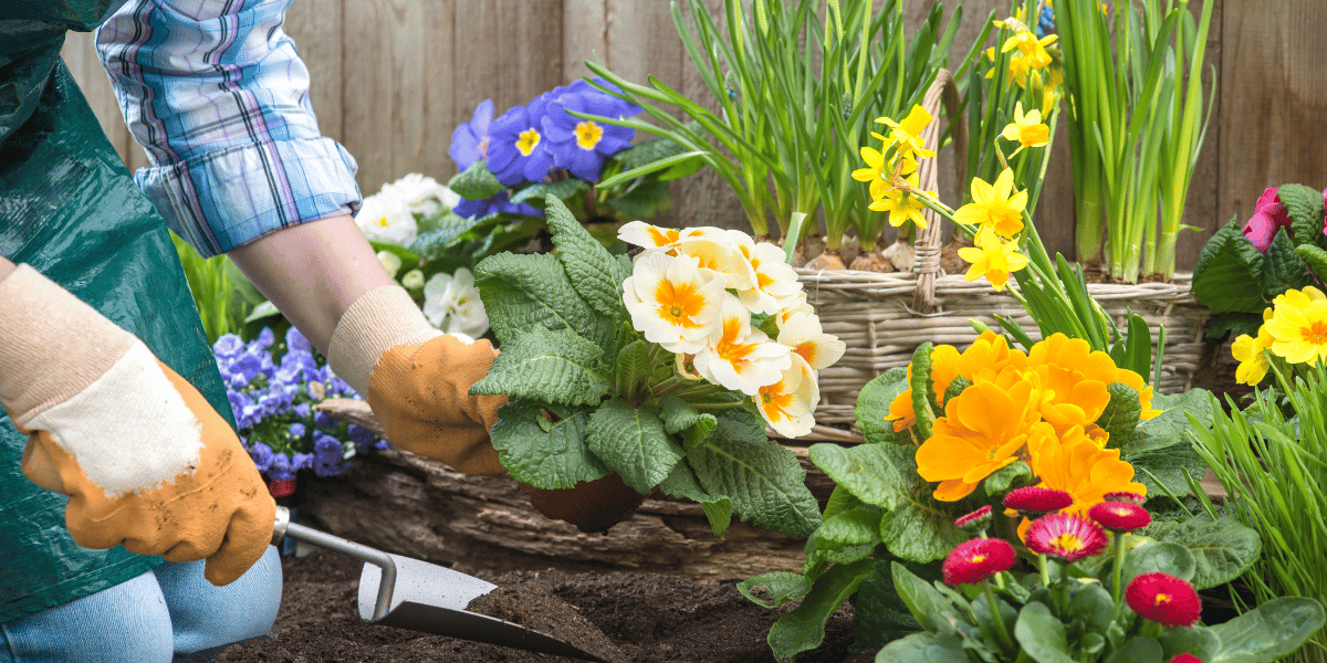 Jardin Quelles fleurs planter dans vos massifs en juin ? Vous pouvez encore agrémenter votre