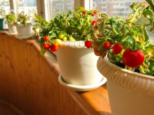 tomates sur balcon