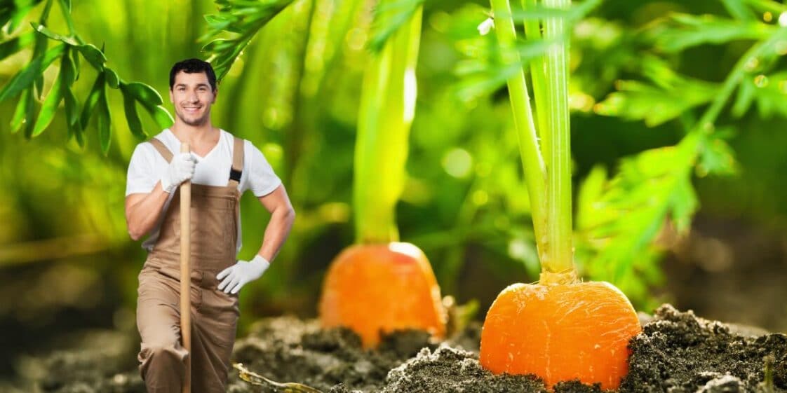 Comment cultiver les carottes dans son jardin Ce sont des légumes