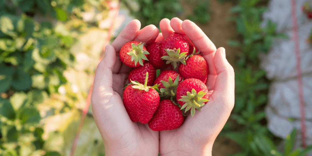 Potager Comment protéger vos fraises des animaux qui viennent les — free download