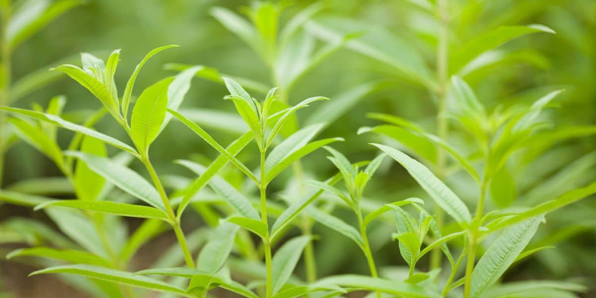 Comment cultiver la verveine citronnelle ? Nos conseils pour la culture de cette plante.