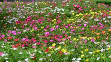 Fleurs Portulaca