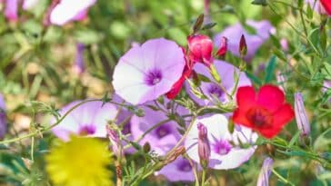 Fleurs convolvulus