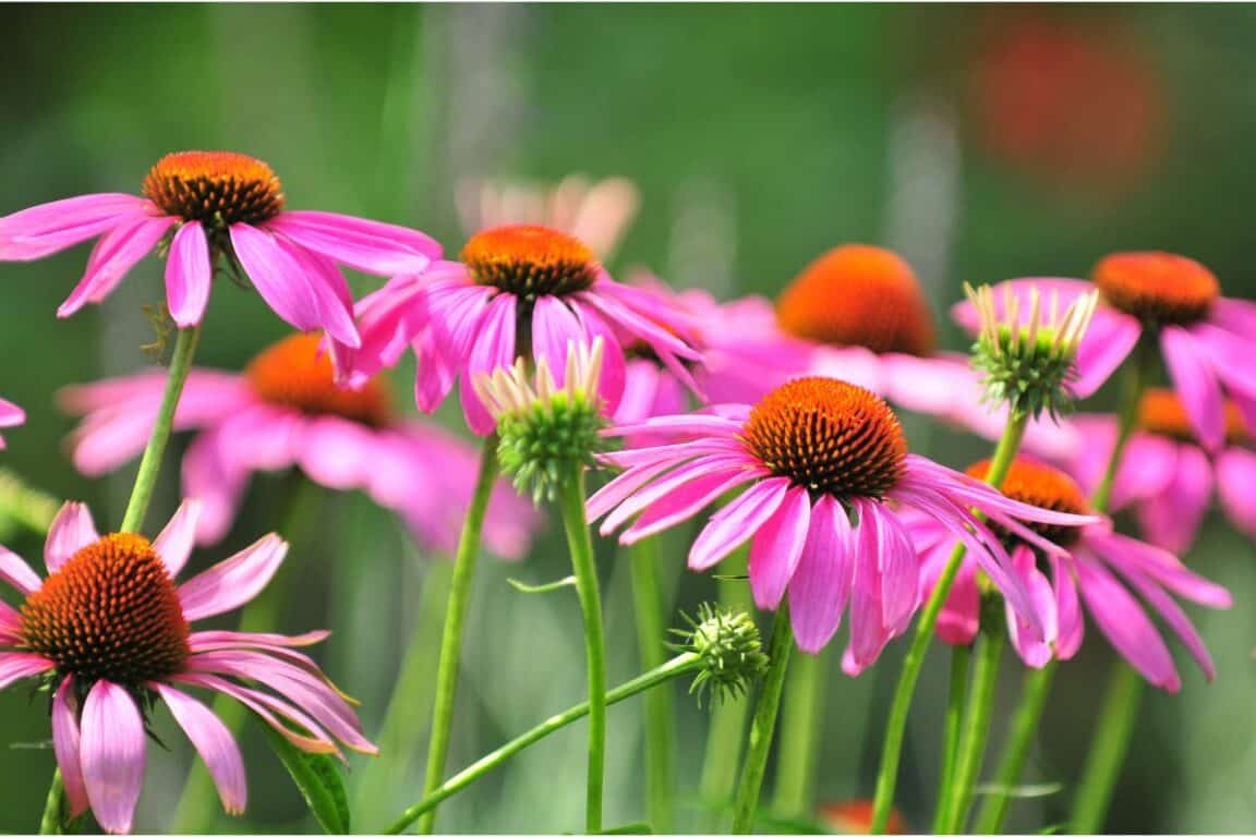 Fleurs échinacées