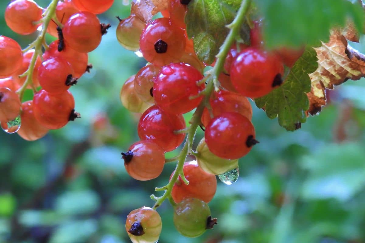 Conseils et astuces pour cultiver la groseille rouge