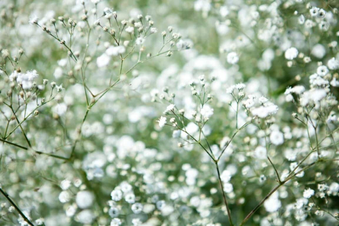 fleurs blanches