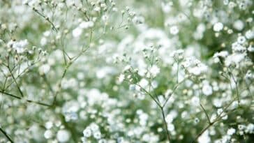 fleurs blanches