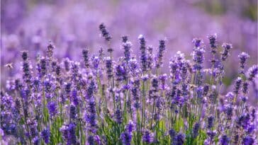 Fleurs de lavande