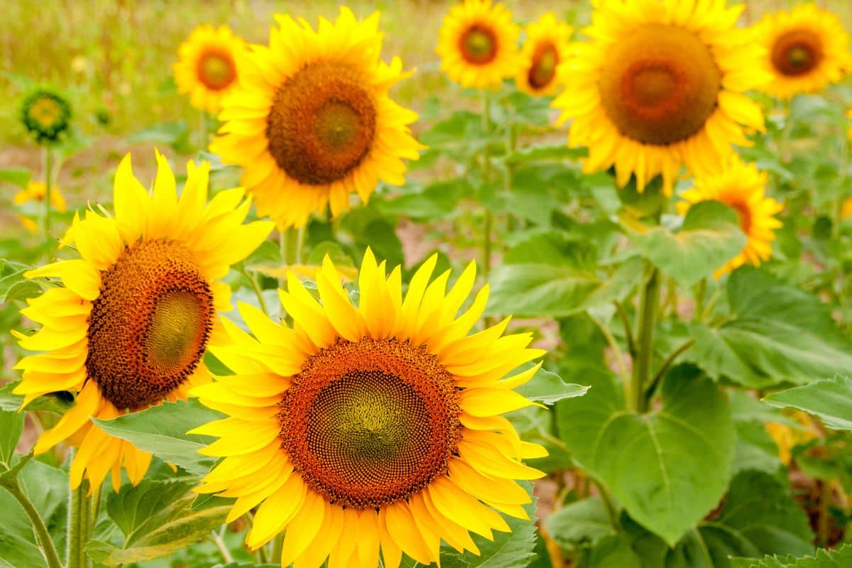 fleurs de tournesol