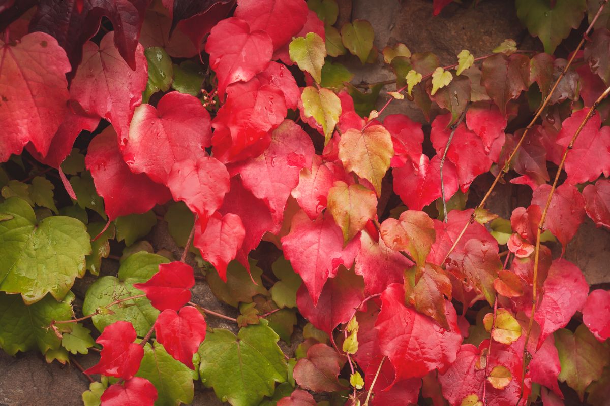 feuilles vignes