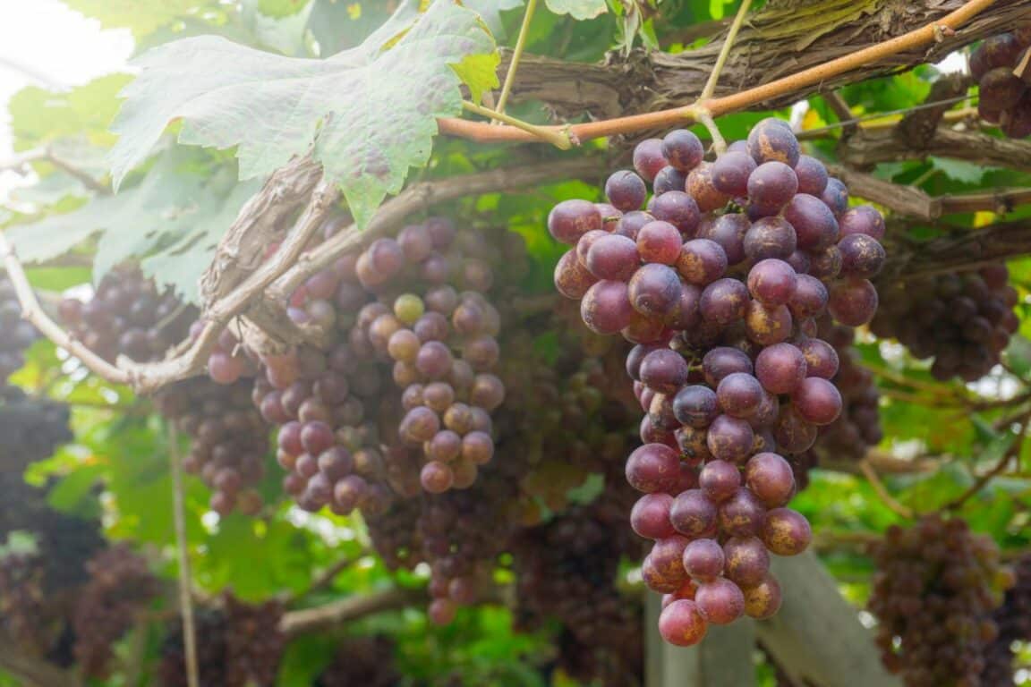 grappes de vigne