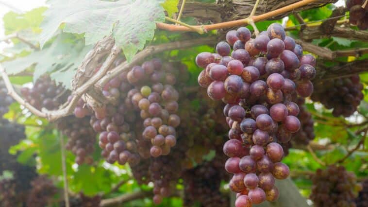 grappes de vigne