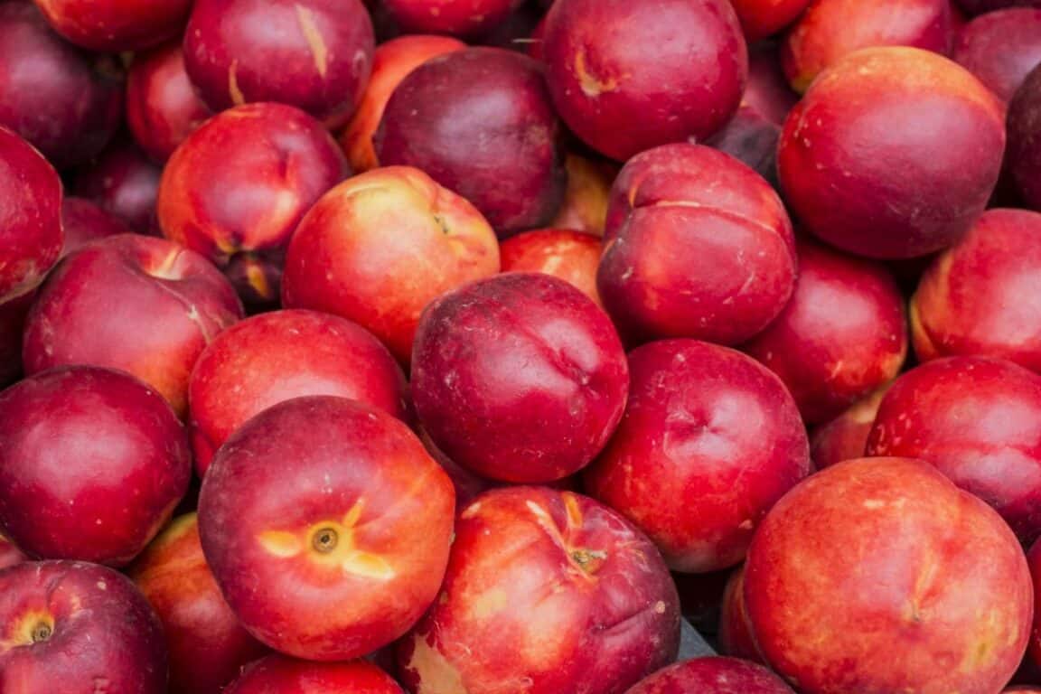 fruits nectarines