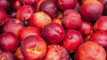 fruits nectarines