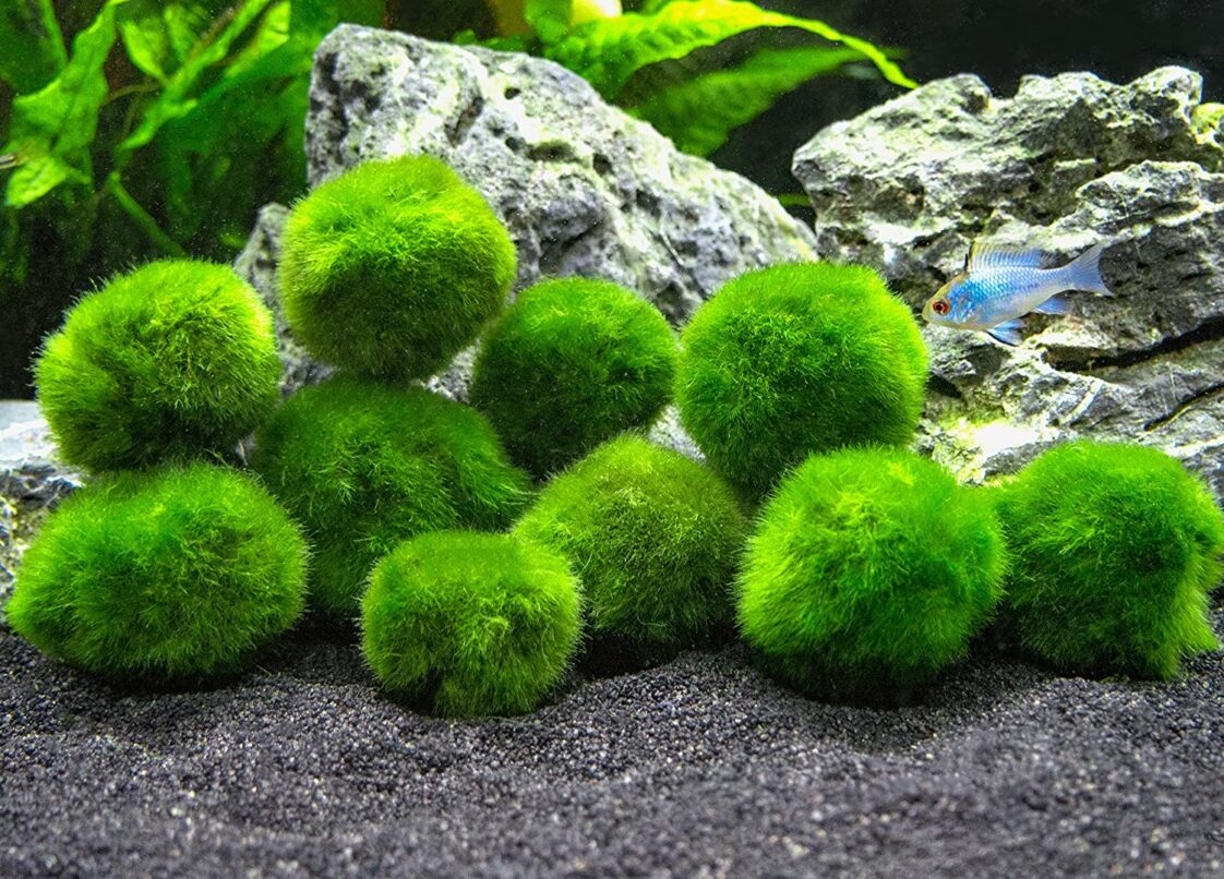 Mousse de Java astuces et conseils pour embellir votre aquarium