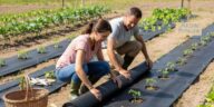 Toile de paillage : l’alliée discrète pour un jardin sans mauvaises herbes