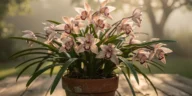 Orchidée cymbidium en pleine floraison avec ses hampes de fleurs étoilées