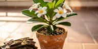 Frangipanier en pot au soleil avec fleurs blanches et feuilles épaisses