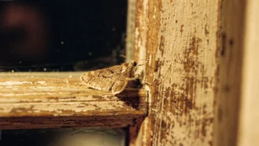 Papillon de nuit posé sur un cadre de fenêtre en bois dans une maison, lumière tamisée