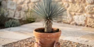 Yucca rostrata en pot sur une terrasse ensoleillée, avec feuillage bleu et sol bien drainé